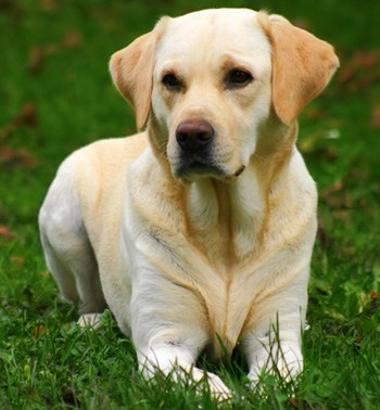 Perro de raza labrador. La gran multitud de diferentes razas de 