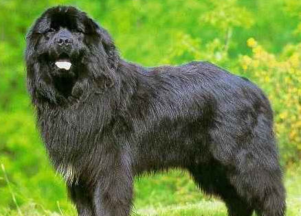 El perro terranova color negro