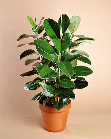 Cuidando-un-Ficus-en-casa.jpg