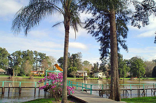 Palmeras isleñas
