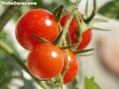 Tomates en el balcón