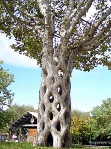 arbol con tronco trenzado arbol con tronco trenzado