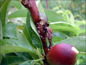 Enfermedades de los árboles frutales Enfermedades de los árboles frutales