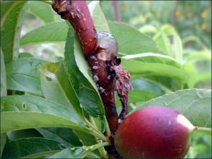 Enfermedades de los árboles frutales