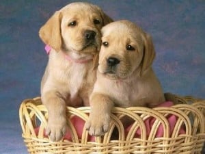 Perros cachorros