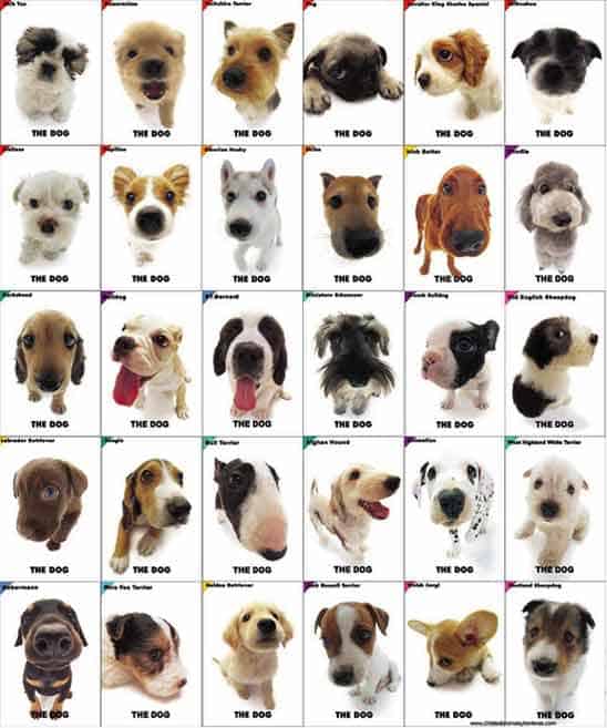 Diversas razas de perros
