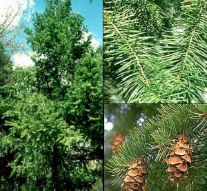 Pinos y sus frutos Pinos y sus frutos