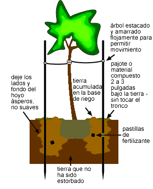 Pasos para plantar árboles Pasos para plantar árboles