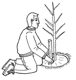 Técnicas para plantar árboles