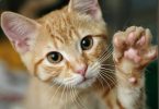 Gatos