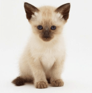 Un gato siamés cachorro Un gato siamés cachorro