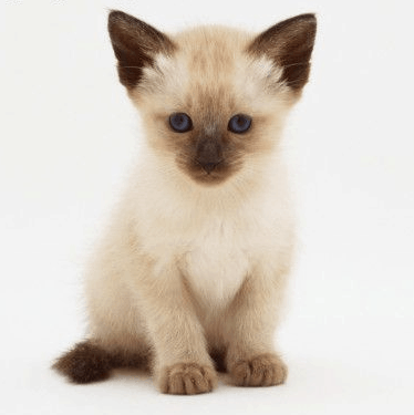 Un gato siamés cachorro