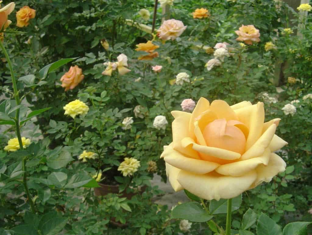 Jardín de rosas
