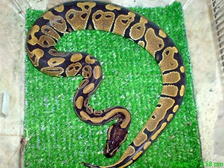 Python regius Python regius