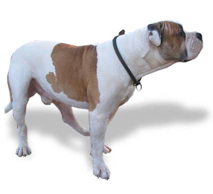 Nutrición para un perro viejo Nutrición para un perro viejo