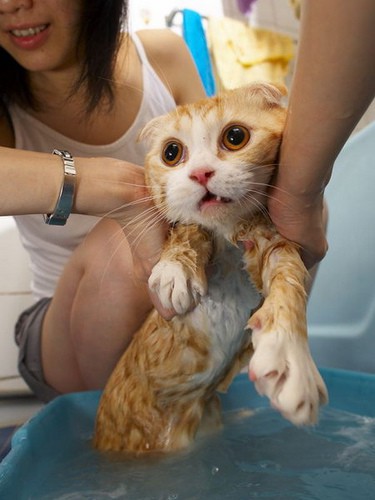 Intentando bañar al gato
