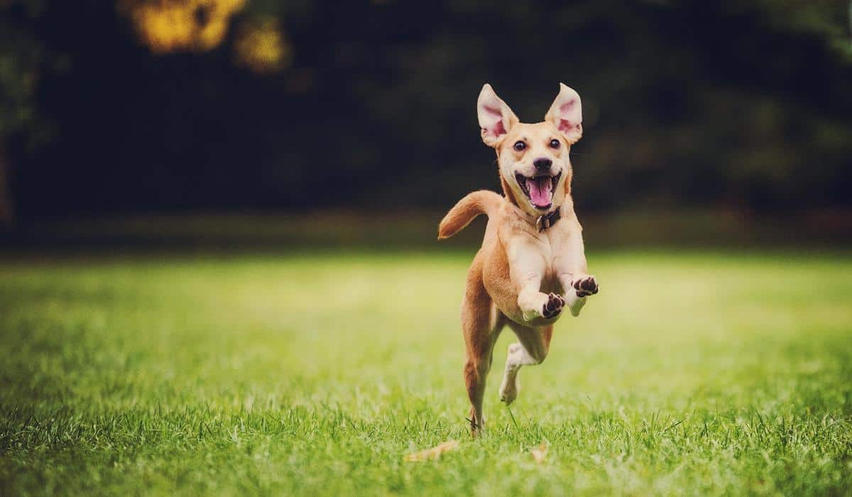 Juguete para Perro