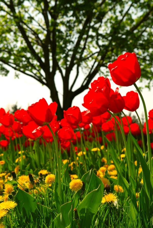 Tulipanes rojos