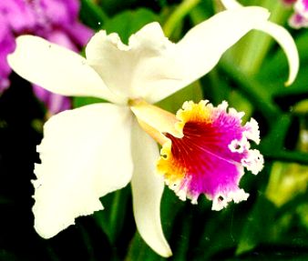 Plantar orquídeas