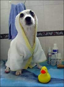 La higiene de su perro