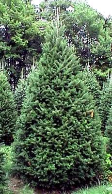 Preparando el árbol navideño