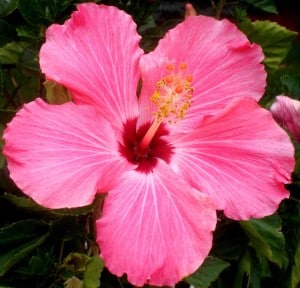 Los hibiscos en nuestro jardín