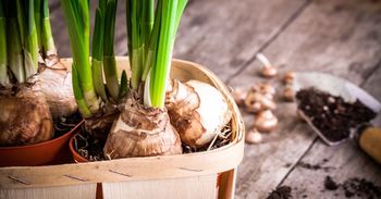 Elijiendo flores de bulbos para el jardín - VisitaCasas.com