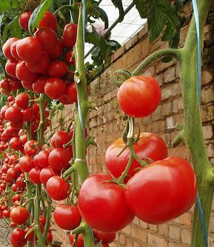 Plantando tomates en macetas