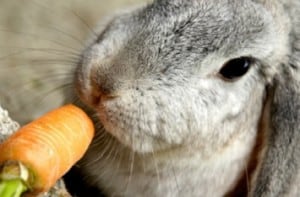 Alimentación de conejos