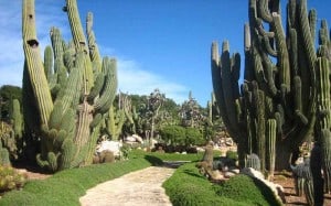 plantas desérticas