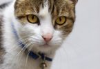 gato