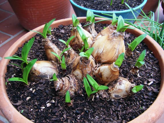 Elijiendo flores de bulbos para el jardín - VisitaCasas.com