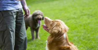 entrenar perros