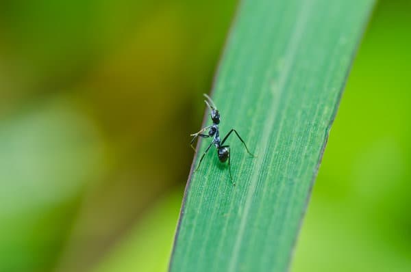 hormigas en el jardín