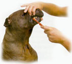 Cepillándole los dientes al perro